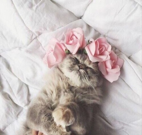 котик