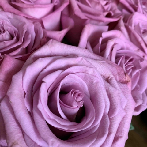 rose