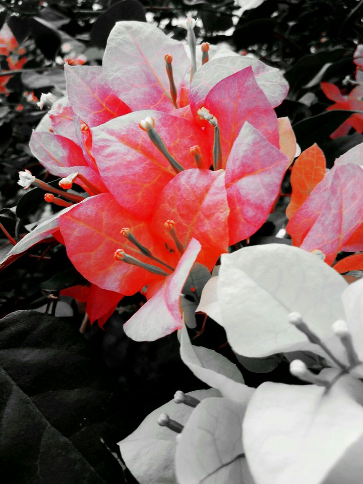 Orange Kiss