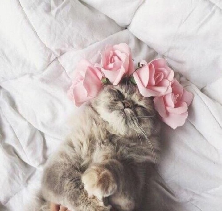 котик