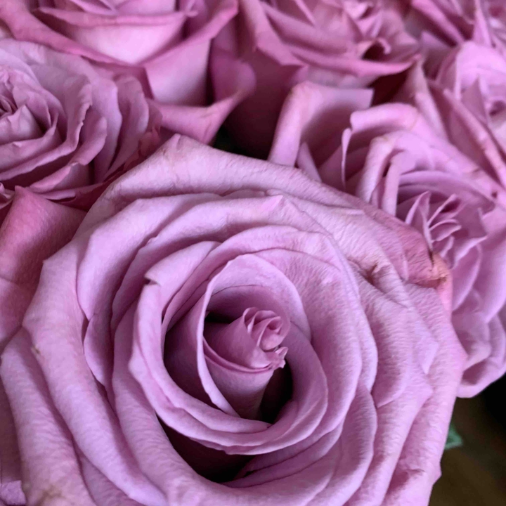 rose