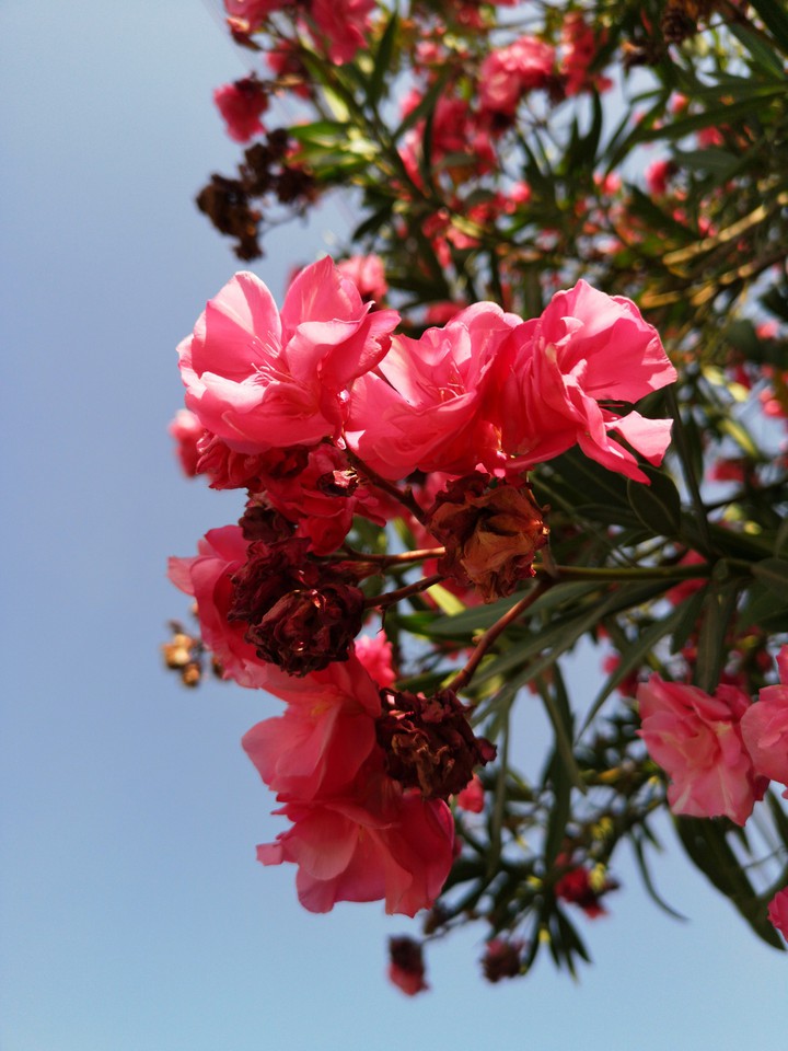 flower