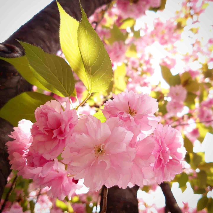 cherry-blossom