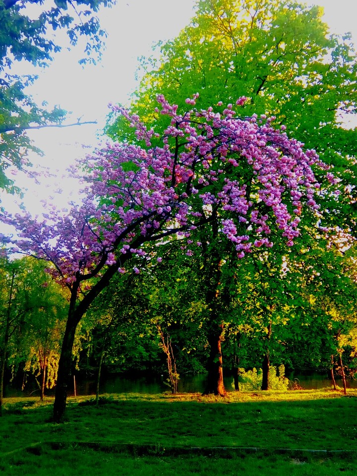 nature's beauty