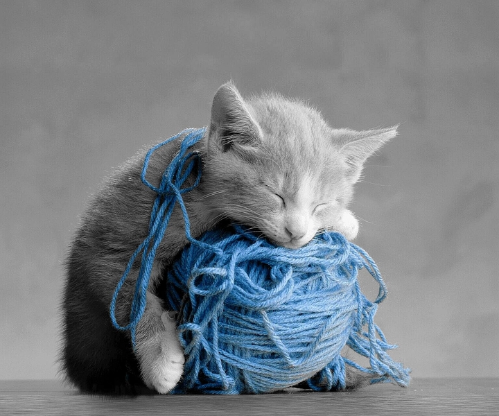 Kat