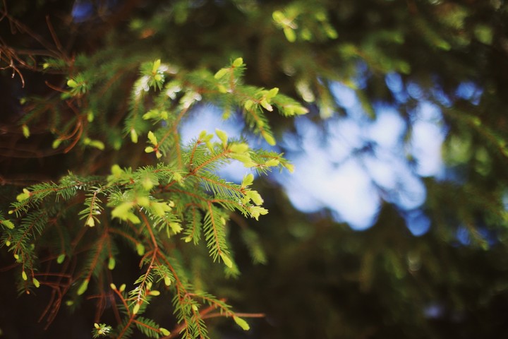 green ?