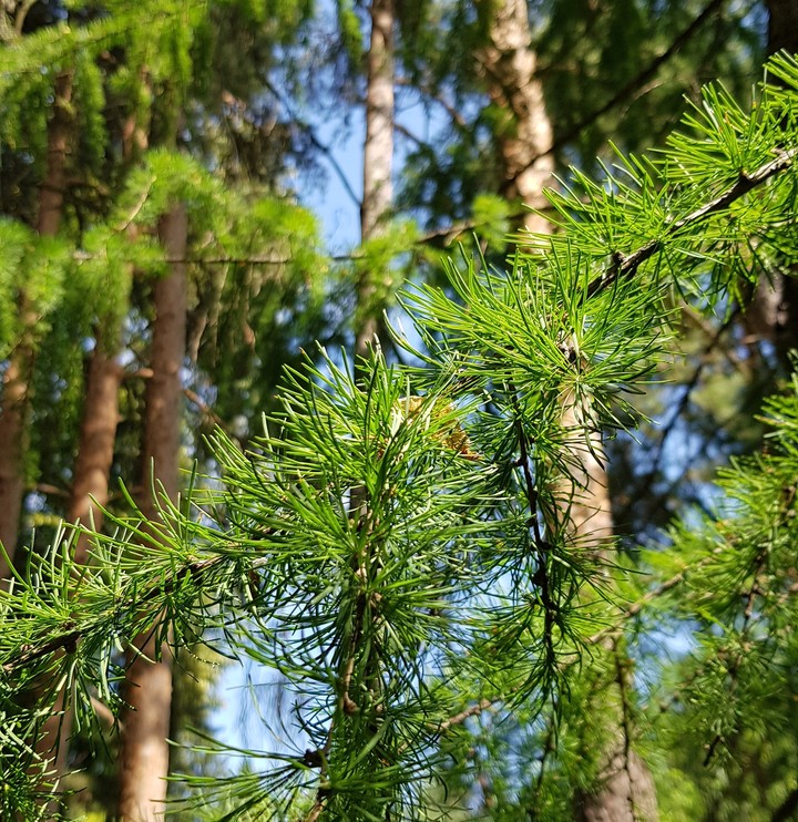 лес