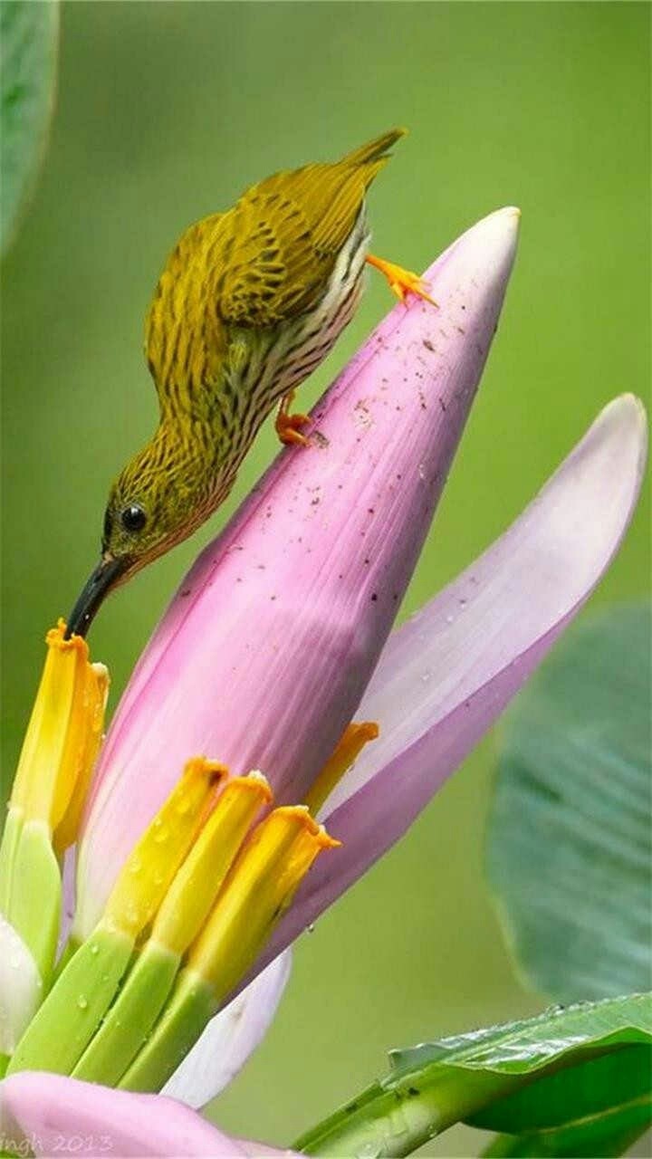 bird
