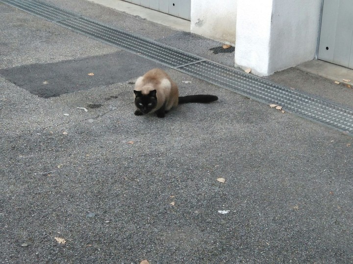 Cute cat
