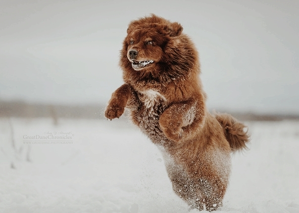 tigr