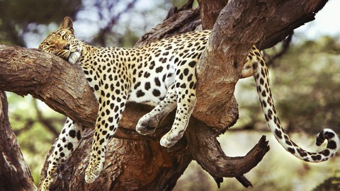 sleeping beauty