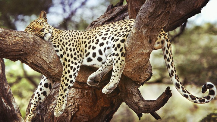 sleeping beauty