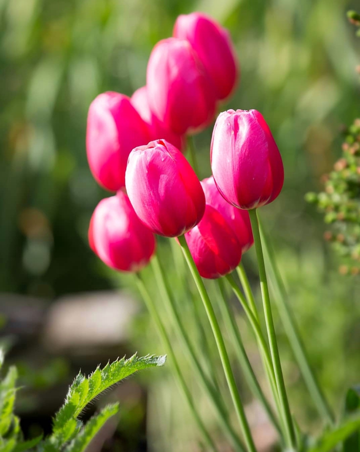 Tulips