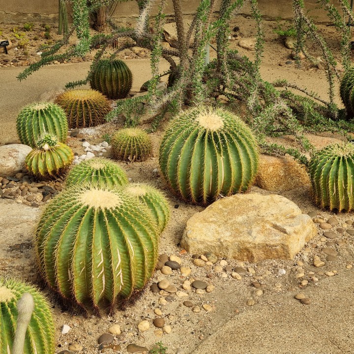 Golden barrel cactus