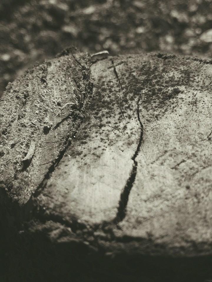 wood