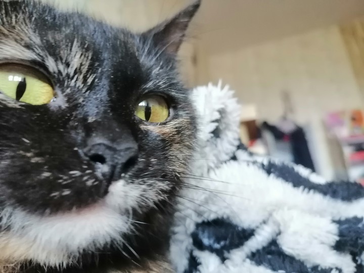 #cat #animals
