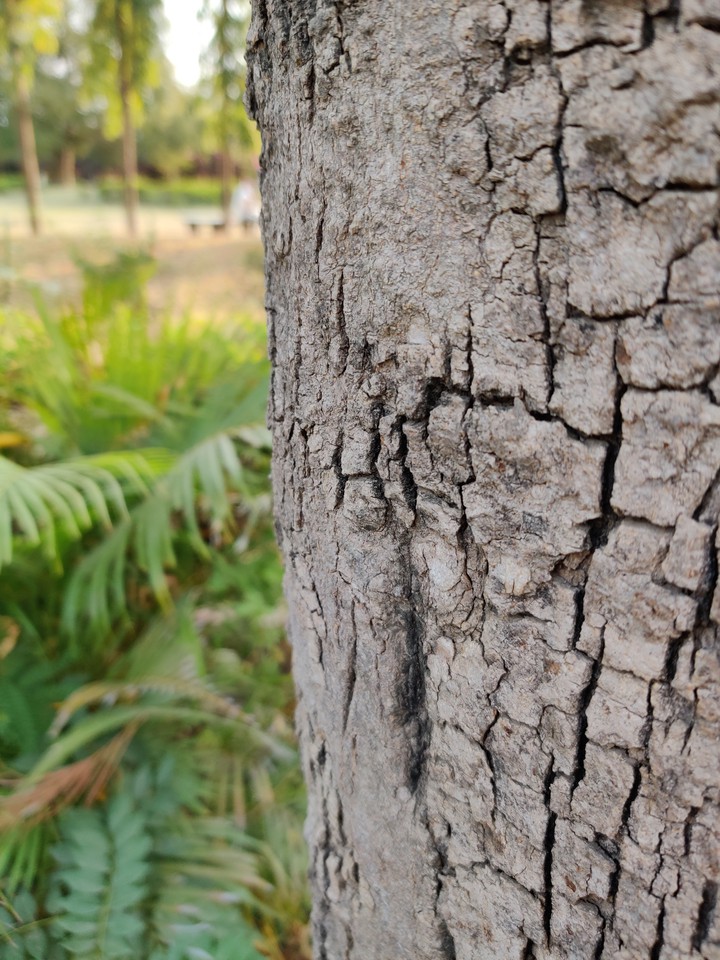tree