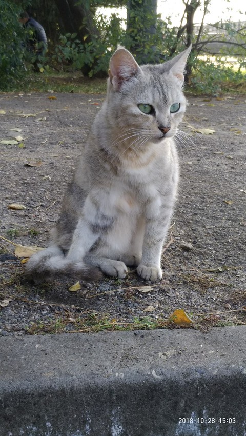 Kitty