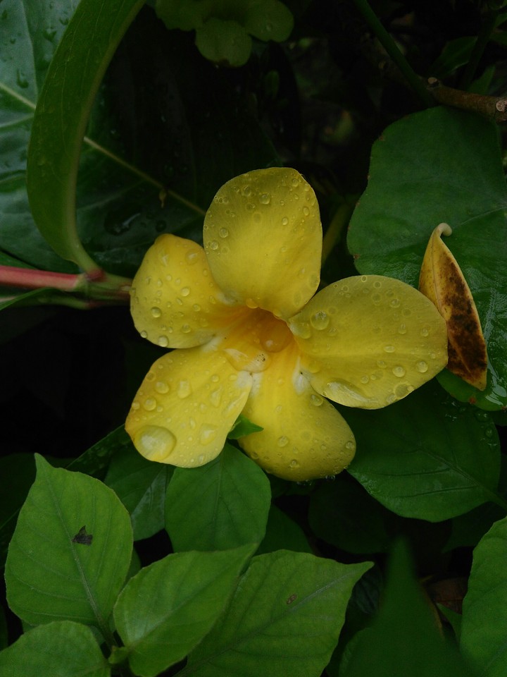 flower world