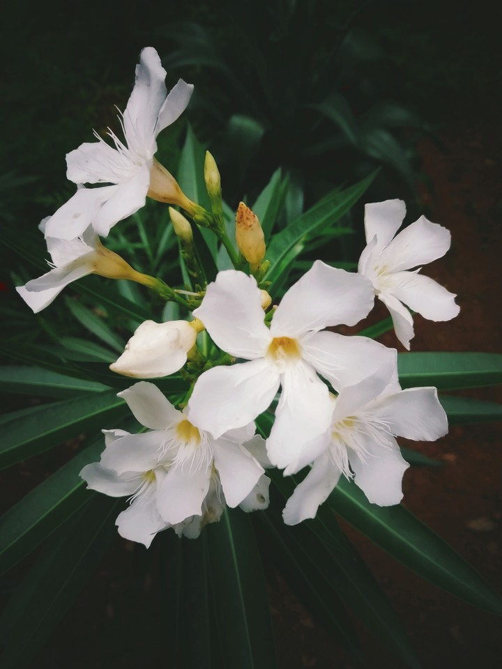 love is pure