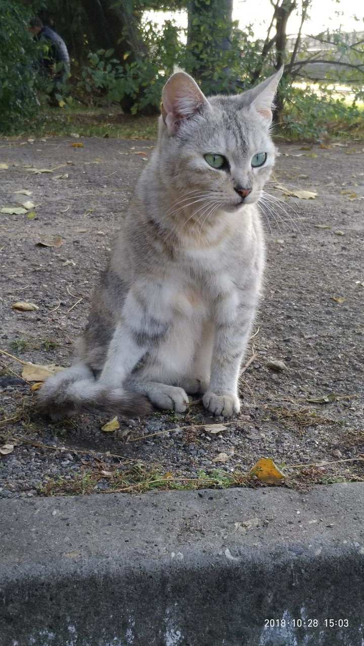 Kitty