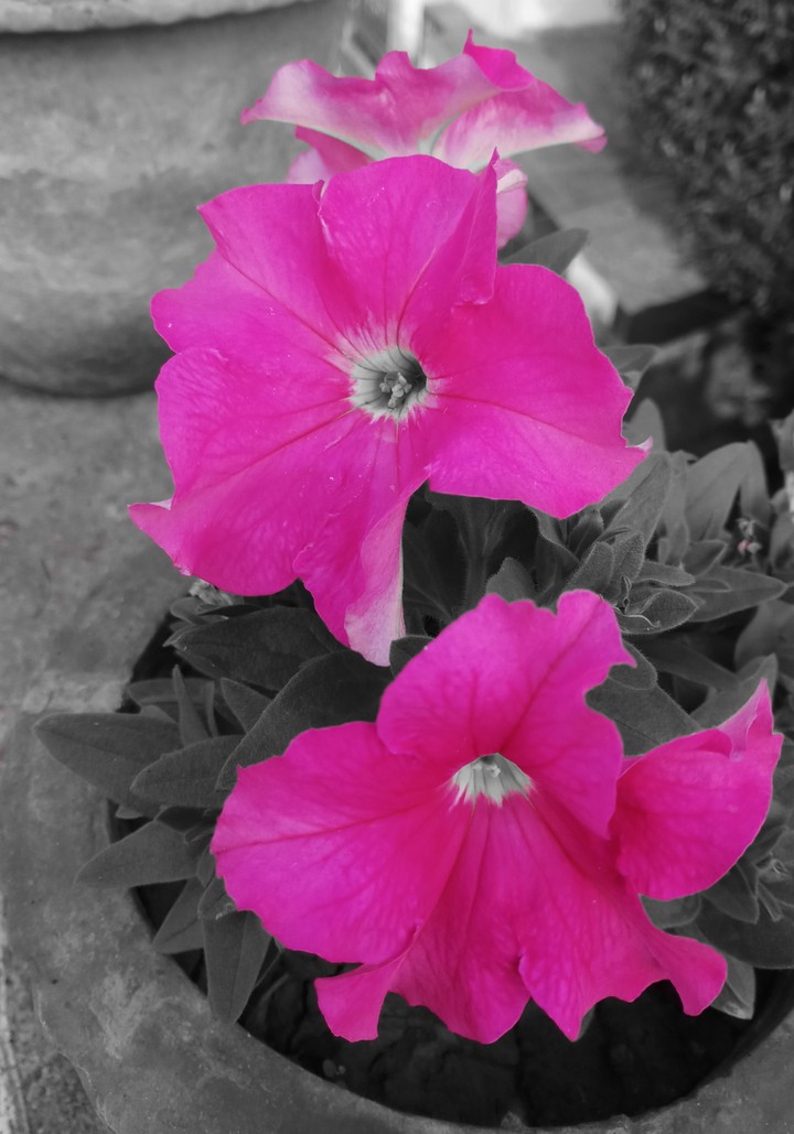 pitunia