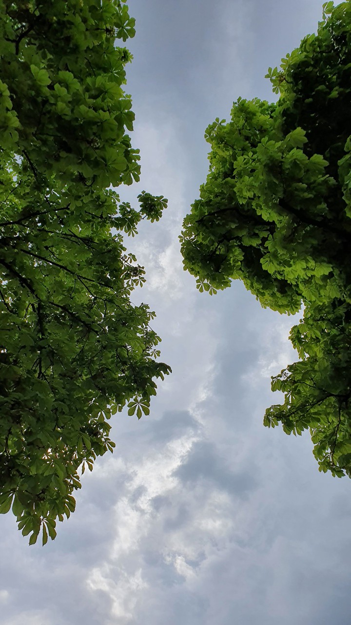 the sky and leaf
