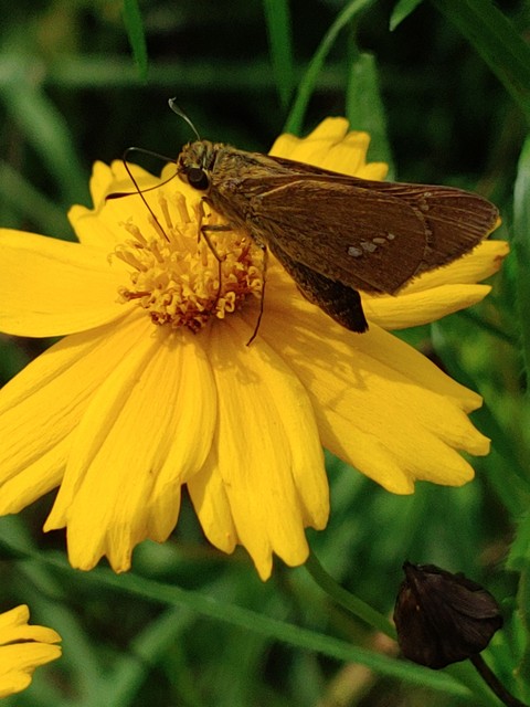 sfondi invertebrate, insect