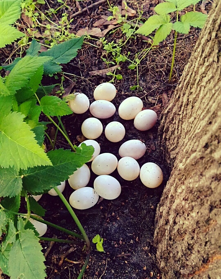 Eggs