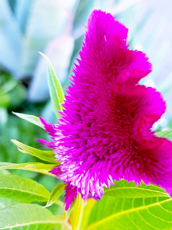 fiore