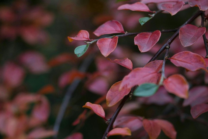leaves