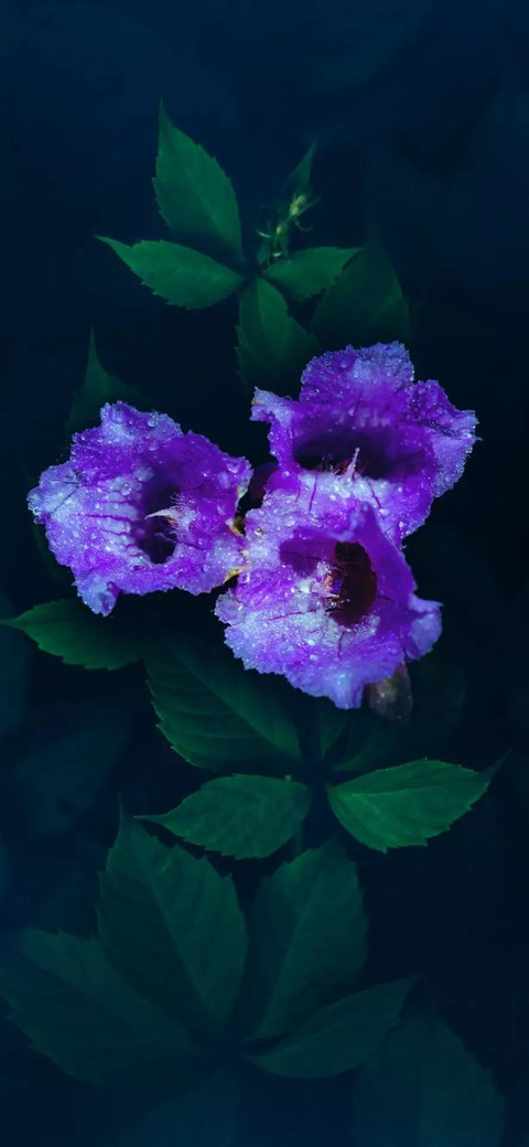 S.M.