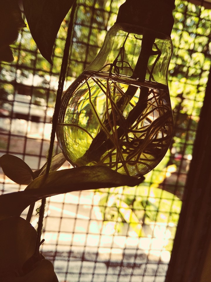 bulb