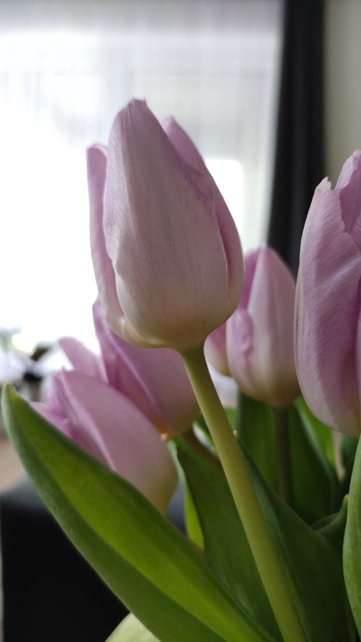 Tulip