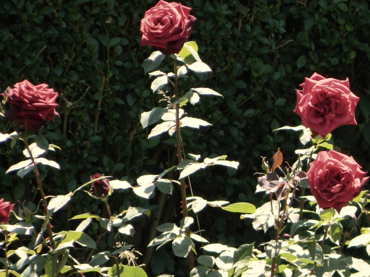 Bed of Roses