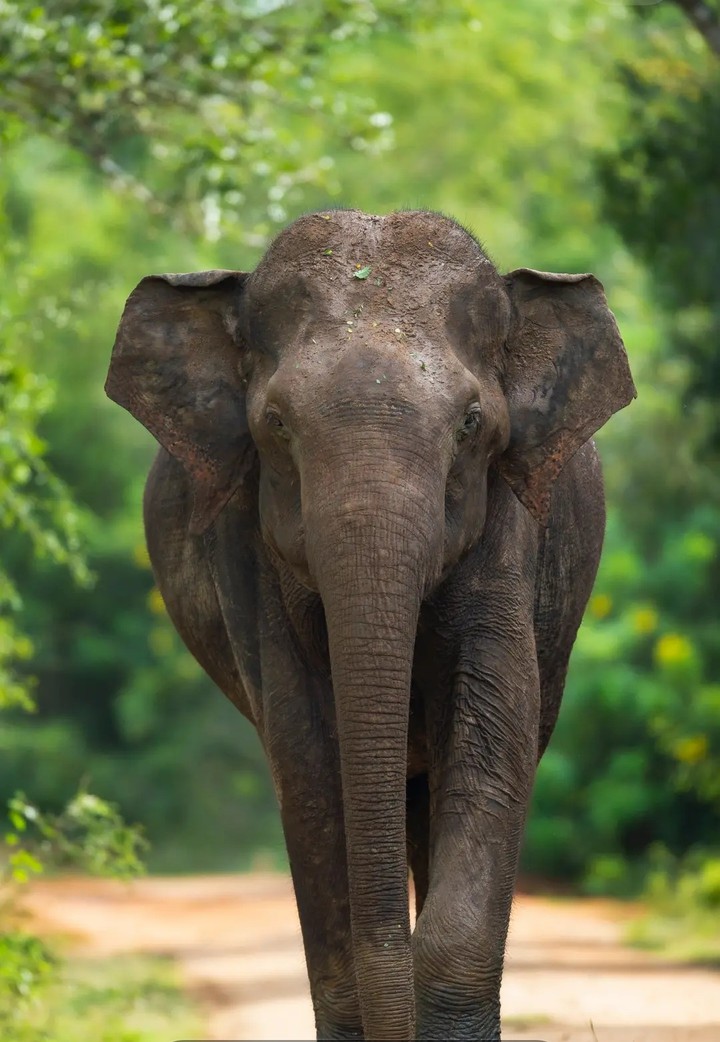 elephant