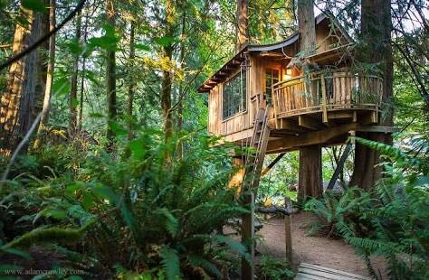 Tree house