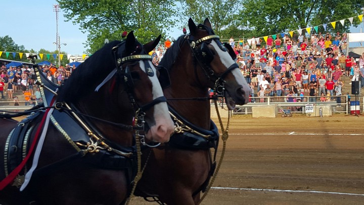 Budweiser Clydesdales