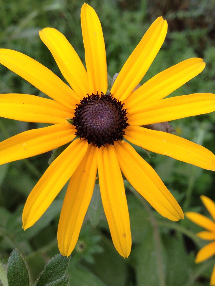 #flora #flower
