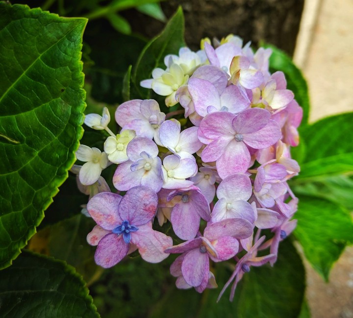Heavenly Hydrangea