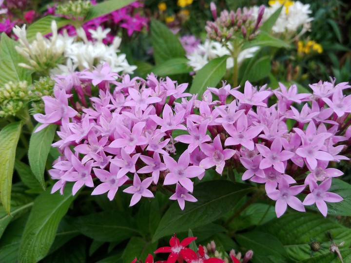 flowers