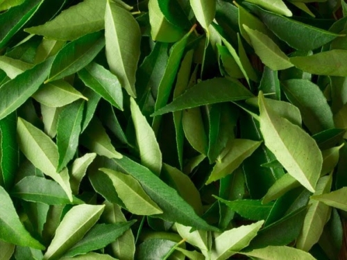 Curry Leaf