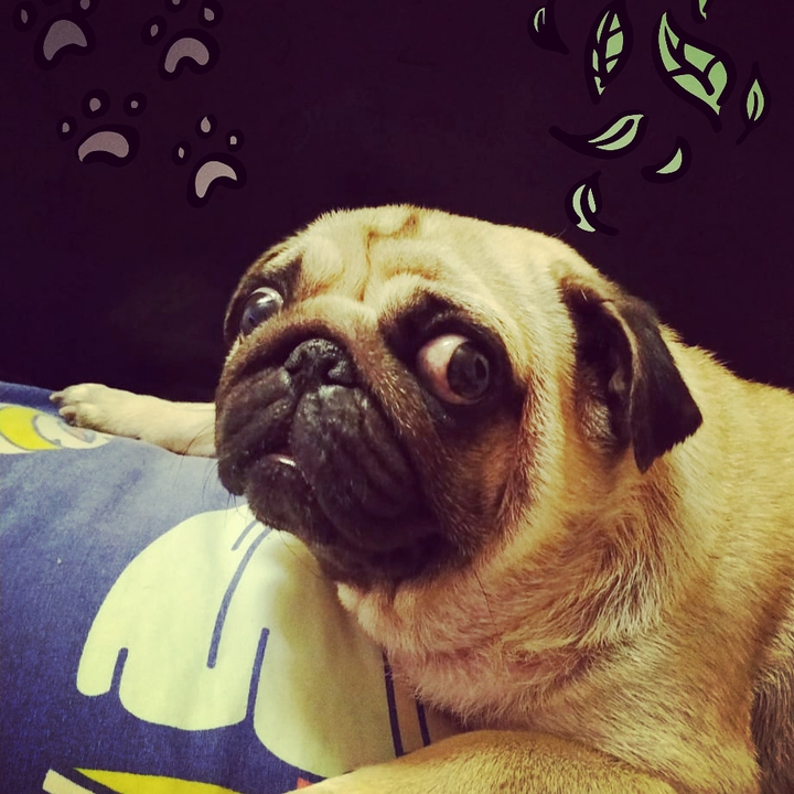 what the pug!!!