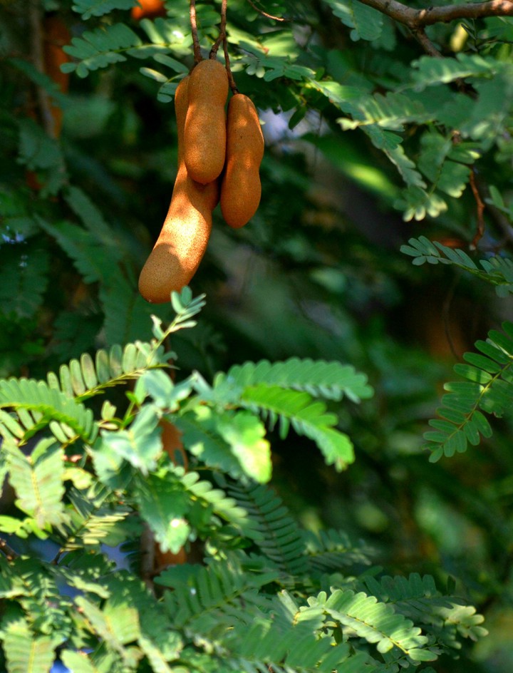 tamarind