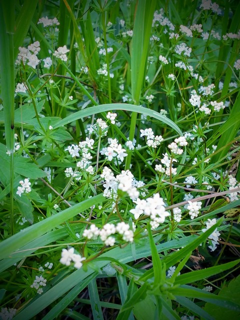 sfondi galium, ramsons