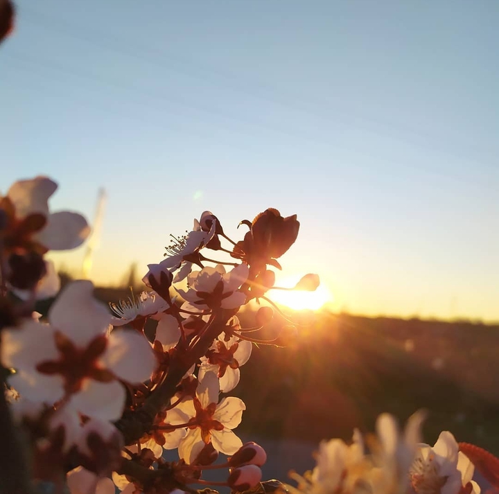 sunset with flower