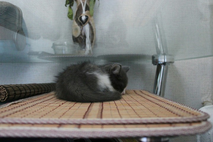 Котёнок