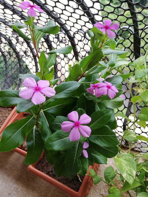 plant, flower桌布