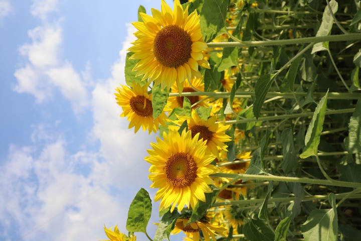 sunflowers*