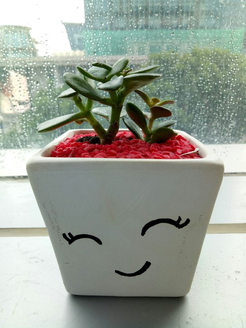 flowerpot, vase Hintergrundbilder